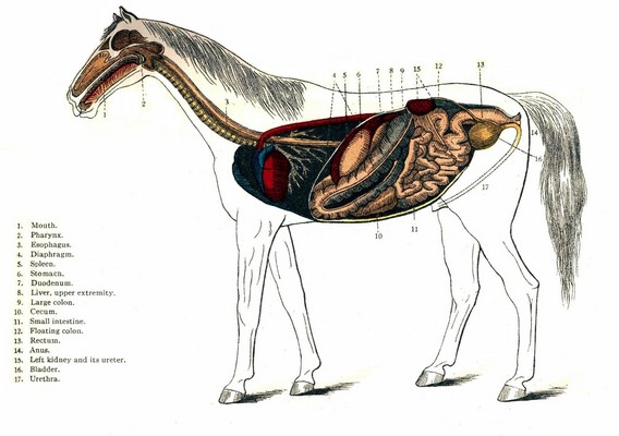 Product picture Diseases Of The Horse